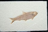 Knightia Fossil Fish - Wyoming #7565-1